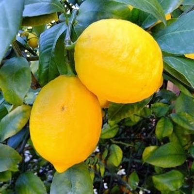 Caring for Citrus Plants
