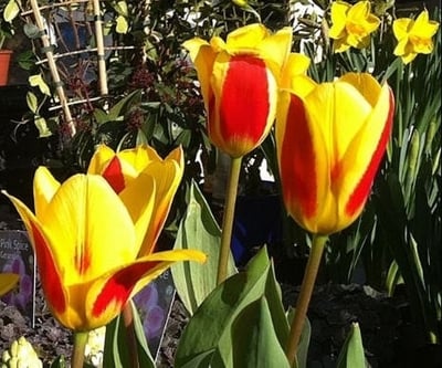 How To Choose Spring Bulbs For Early Colour