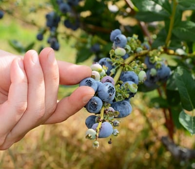 How to Grow Your Own Blueberries - The Easily Grown Super Food