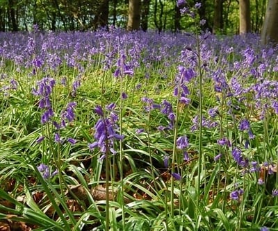 Invaders Threaten Our Native Bluebells