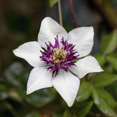 The Most Beautiful Clematis