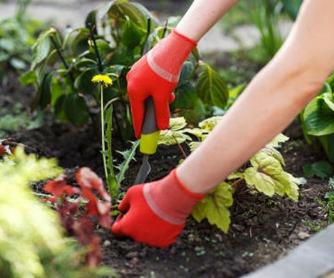 The Power of Gardening During Self-Isolating