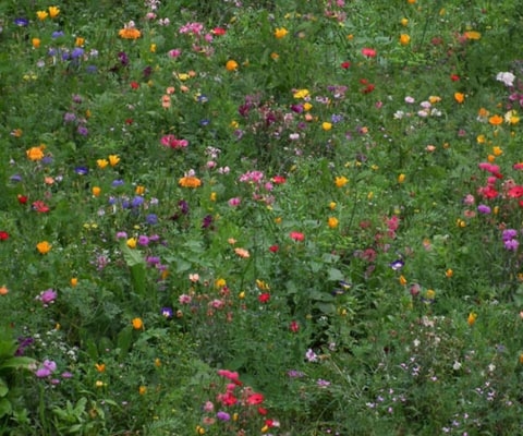 How to convert your lawn into a wild flower meadow