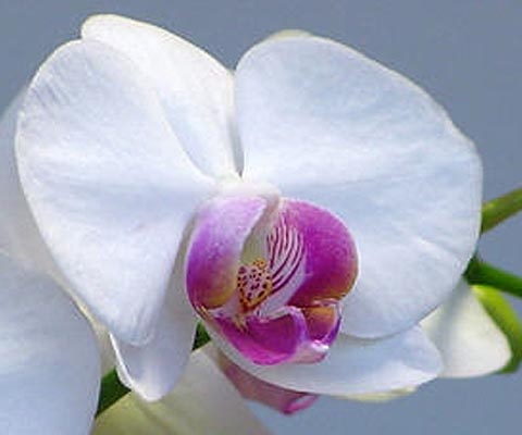 Orchid Plant Care Tips