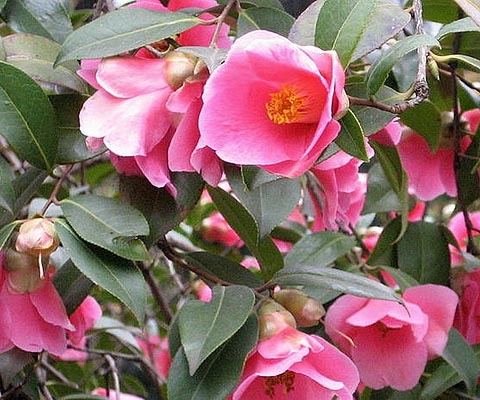 Camellia, The Prettiest Flowering Shrub