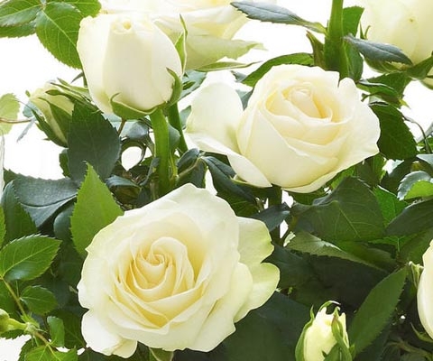 Roses - Britain's Favourite Plant