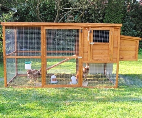 How Easy Is It To Keep Chickens In The Garden?