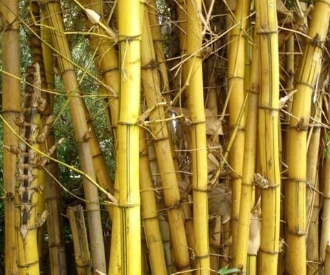 Why Bamboo Is Brilliant
