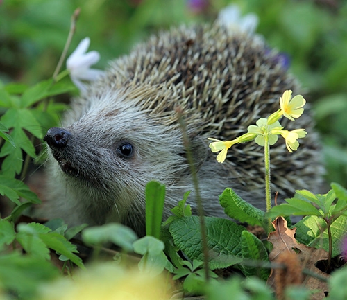 How to Attract Hedgehogs Into Your Garden