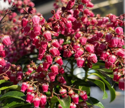 Bring In Some Colour With Pieris: A Review of Pieris Plants