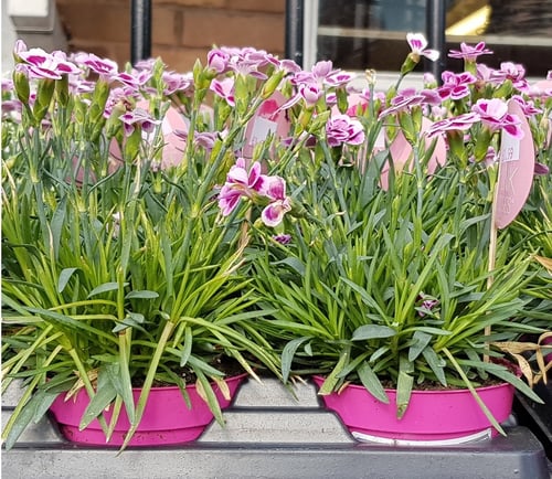 How To Green Up Your Garden Centre & Reduce Your Carbon Footprint