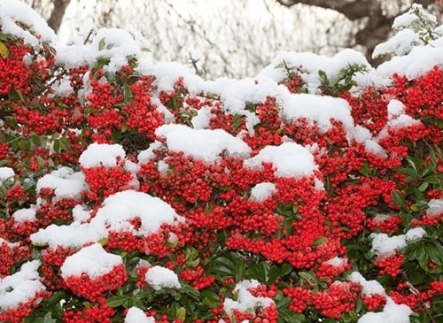 Pyracantha A Plant For All Seasons