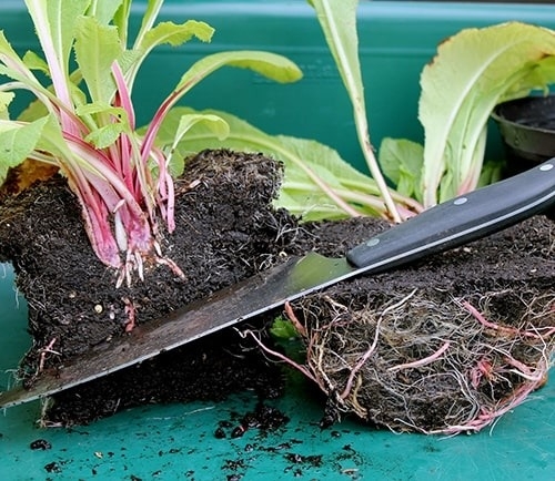 Take Your Own Plant Cuttings