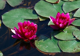 Image of two pink water lilies floating in a pond