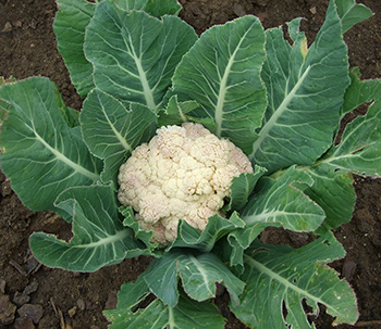 Cauliflower Plant