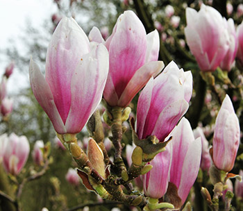 Magnolia Tree In Bloom