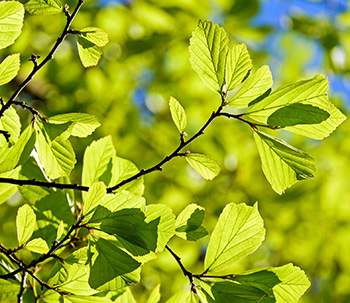 Persian Oak Wood leaves