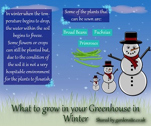 What you can grow in your greenhouse in Winter