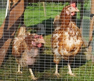 Image of two chickens in a chicken coop