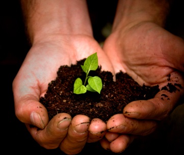 Pair of hands holding a pile of soil with a plant germinating from it