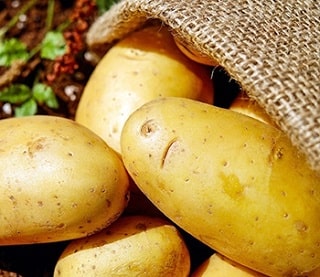 Home grown potatoes